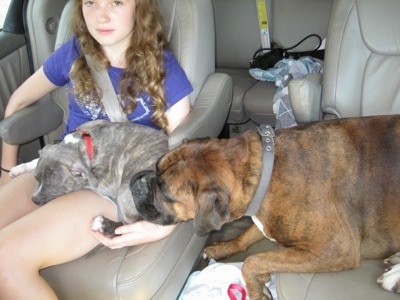Spencer the Pitbull Terrier in the lap of Sara and Bruno the Boxer rests his head on Spencer in a mini van