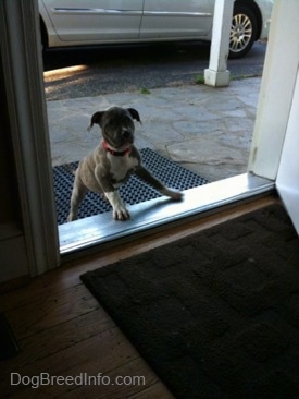 A blue-nose brindle Pit Bull Terrier is trying to climb into a doorway.