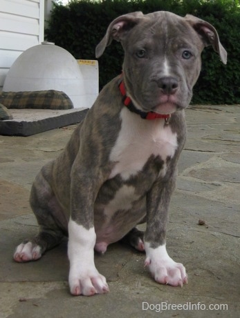 brindle pit mix puppy