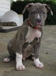 The front right side of a grey brindle with white Pit Bull Terrier that is looking forward and sitting on a stone porch