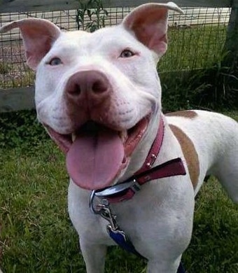 tan blue eyed pitbull