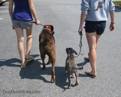 The back of a lady in purple and a lady in grey that are leading a blue-nose brindle Pit Bull Terrier puppy and a brown brindle Boxer on a walk up a parking lot.