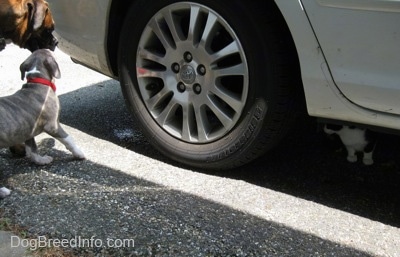 A cat is laying under a vehicle. Next to the car a blue-nose brindle Pit Bull Terrier puppy is licking the face of a brown with black and white Boxer that is standing next to him.