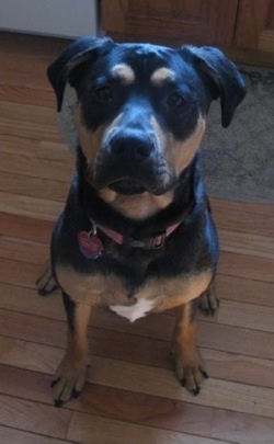 Front view - A black and tan with white Pitweiler dog is sitting on a brown hardwood floor looking up.