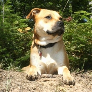 Front view - A rose-eared, short-haired, red and tan with white Pitweiler is laying in dirt in front of bushes looking up and to the right.