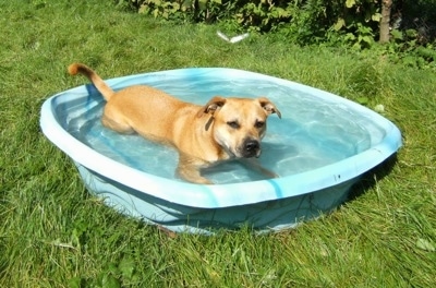 Front side view - A short-haired, rose-eared, red and tan with white Pitweiler dog is laying down in a blue plastic kiddie pool of water.