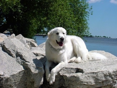 A white Polish Tatra Sheepdog is laying on a rock and it is looking forward. Its mouth is open and tongue is out. There is a body of water and a tree behind it.