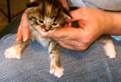 Chocalate Chip the Polydactyl kitten is on the lap of a person holding onto its leg and looking down