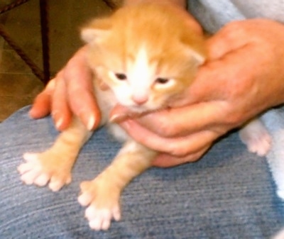 Orange and cream Polydactyl kitten is on the lap of a person