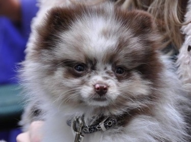 Close up head shot - A chocolate merle parti Pomeranian puppy is being held in the arms of a person. The puppy is looking forward.
