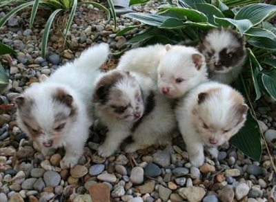 Five Pomeranian puppies are standing on rocks in an area with plants.
