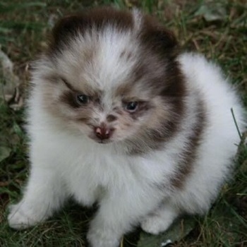 Close up front view - A chocolate merle parti Pomeranian puppy is sitting in grass and it is looking forward.