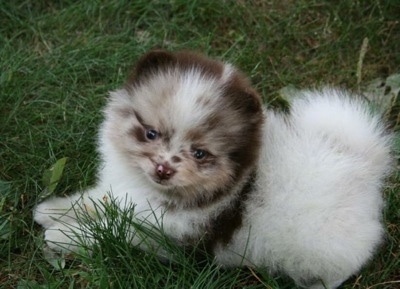Close up side view - A fuzzy chocolate merle parti Pomeranian puppy is laying across grass and it is looking forward.