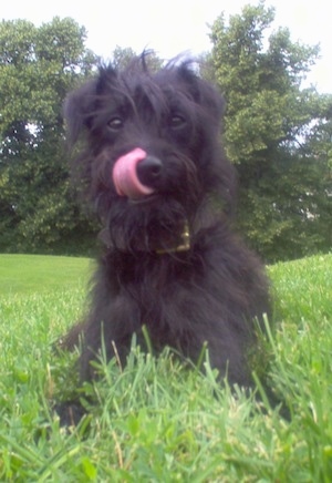 Close up front view - A shaggy looking, black Pootalian dog is laying in grass licking its nose.