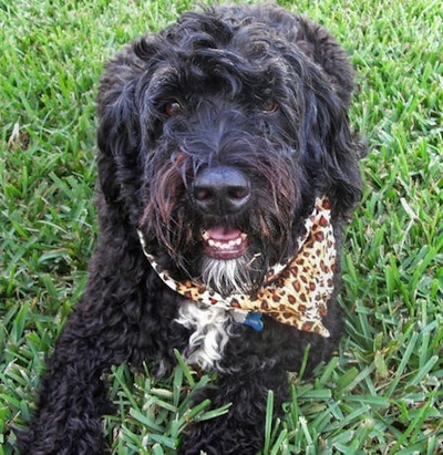 Close up front view - A wavy-coated black with white Portuguese Water Dog is laying in grass and it is looking forward. Its mouth is open and it is wearing a brown leopard print bandana.