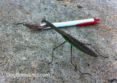 Preying Mantis next to a Pen