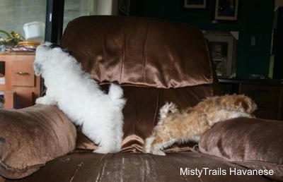 Preemie puppy and his littermate looking over the edges of a recliner