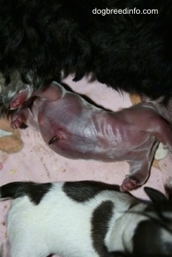 Close Up - Premature puppy with his healthy littermate sister