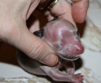 Close Up -Preemie puppy that needs extra treatment with human fingers holding its head up for the camera
