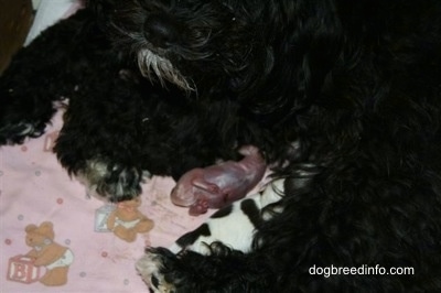 A premature puppy trying to nurse