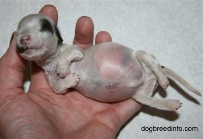 Deceased Puppy in the hands of a person