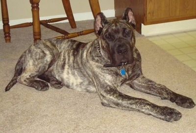 Ares the Presa Canario Puppy is laying on a carpet with a chair behind it