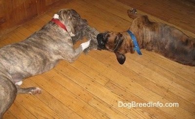 The left side of a brown brindle Boxer and the right side of a blue-nose brindle Pit Bull Terrier are laying on a hardwood floor and playing tug-of-war with a toy