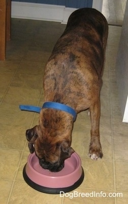 A brown brindle Boxer is eating out of a dog bowl