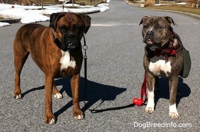A brown brindle with white Boxer and A blue-nose brindle Pit Bull Terrier are standing in a street with snowy yards in the background