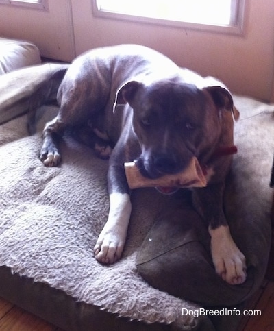 The front right side of a blue-nose brindle Pit Bull Terrier that is laying across a dog bed with a bone in his mouth