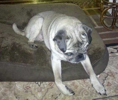 Front view - A tan with black Pug is laying on a brown dog bed pillow looking down at a tan carpet. It has a lot of wrinkles on its head.