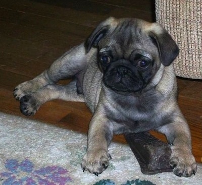 A fawn and black Pug puppy is laying ona hardwood floor and it is looking forward on top of a door stopper that it looks like it was chewing. It has an unusual amount of black on it and less tan than most Pugs.