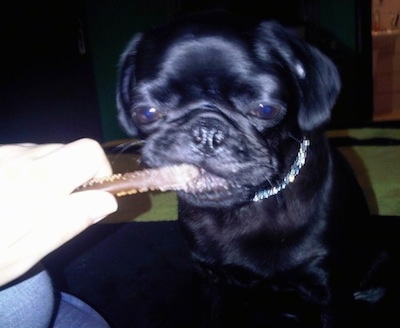 Close up front view - A round headed black Pug that is chewing on a bully stick that a person is holding.