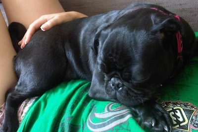 Close up side view - A black Pug is sleeping on a sleeping persons body who is wearing a green shirt.