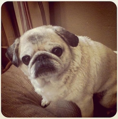 Close up Front side view from the top looking down at the dog. - A graying tan with black Pug is sitting on a brown pillow looking up with its head tilted to the left. It is mostly tan and gray with a little bit of black around its mouth, on its ears and a spot on the top of its head.