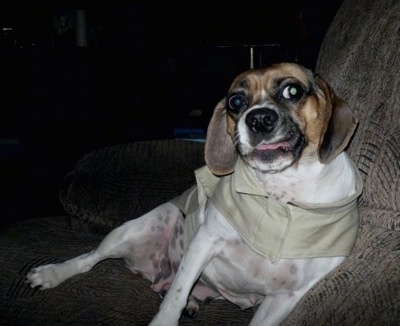 A white with tan and black Puggle is wearing a light green vest and it is sitting against the back of a couch looking forward. Its tongue is sticking out slightly as it makes a funny face.