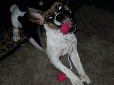 Front side view action shot - A white with tan and black Puggle is playing with a toy that is on a string that has two red balls on each end. The dog's mouth is open and it is about to bite one of the small balls.