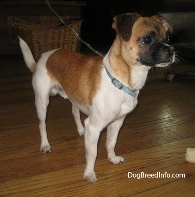 Scooby the tan, white and black Pughuahua is standing on a hardwood floor and looking to the right. There is a wicker basket behind him