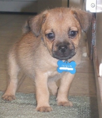 Close up front side view - A small drop eared, tan with black Pugwich puppy is wearing a large dog bone ID tag standing on a light green rug in front of a tan tiled floor looking forward.
