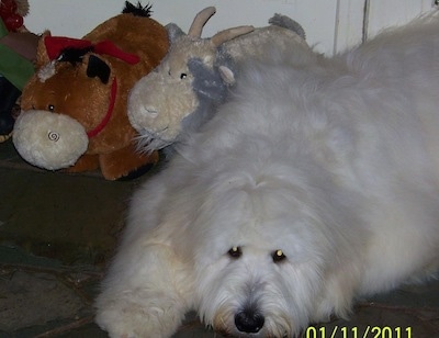 great pyrenees and standard poodle mix