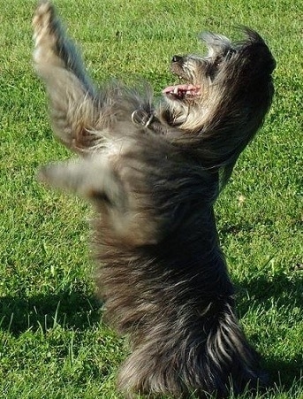 Li the Pyrenean Shepherd standing on its hind legs with its front paws in the air with its mouth open