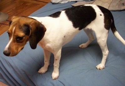 The left side of a white, black and brown Queen Elizabeth Pocket Beagle standing on a blue blanket looking to the left over the edge of a bed.