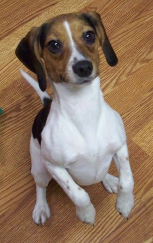 Top down view of a white, black and brown Queen Elizabeth Pocket Beagle sitting up on its hind legs with its front paws in the air looking up.