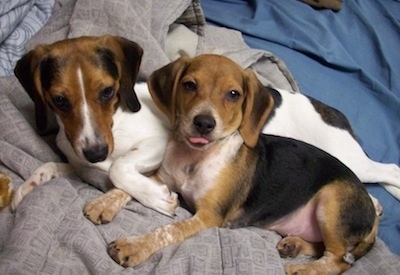 A Queen Elizabeth Pocket Beagle is laying next to a Beagle puppy on a human's bed