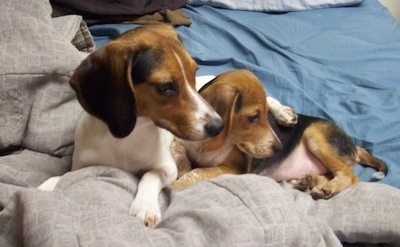 A Queen Elizabeth Pocket Beagle and a Beagle puppy are laying next to each other in a bed and looking back over the edge of it