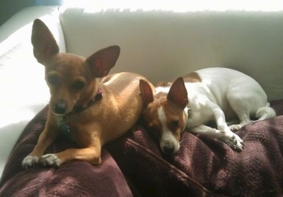 Two dogs laying down on brown pillows on top of a white couch. A large-eared brown with white Rat-Cha is laying next to a smaller eared white with brown Rat-Cha.