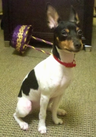 Rat Terrier Dog Breed Information And