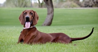 Side view - A Redbone Coonhound is laying across a field. It is looking forward, its mouth is open and its tongue is out.