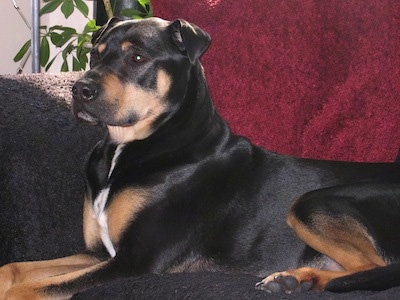 shar pei rottweiler mix puppy