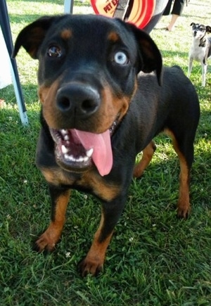 Close up - A black and tan Rottweiler puppy with two different colored eyes is standing in grass and it is looking forward. Its mouth is open and tongue is hanging out of the right side of its mouth. One eye is blue and the other is brown.